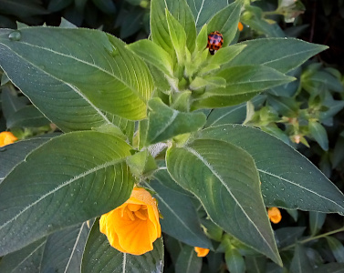 [The yellow petals on this flower are overlapping and twirled into a deep cup shape and point downward at the bottom edge of the image. There are many large green leaves filling the rest of the image. Near the top upper right is a black-spotted red bug nestled in the leaves. ]